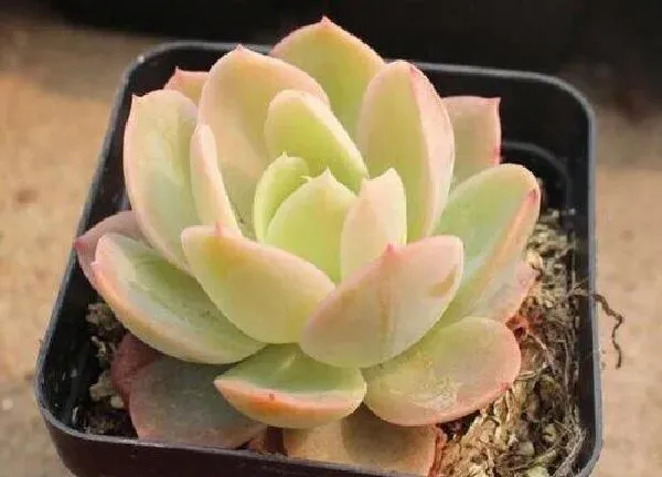 养殖科普|多肉花喜欢阳光吗