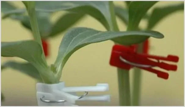 嫁接茄子的种植方法 | 自然知识