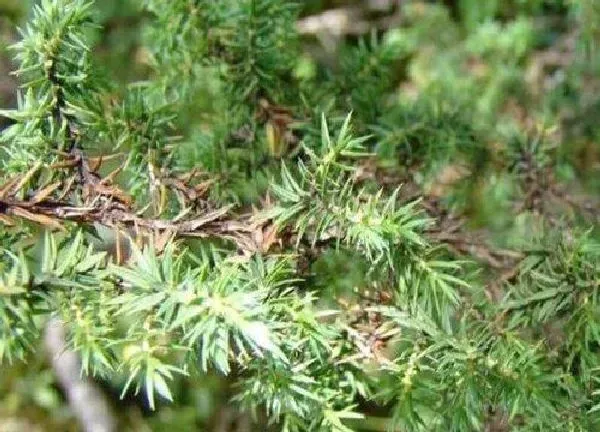 植物浇水|刺柏多久浇一次水