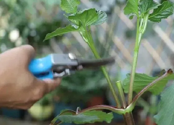 植物修剪|大丽花怎么修剪方法