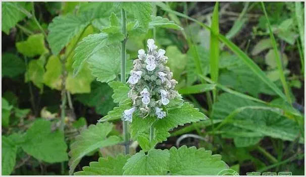 荆芥的种植时间及管理要点 | 农业技术