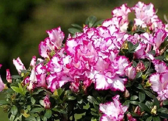 植物排行|杜鹃花什么品种最好