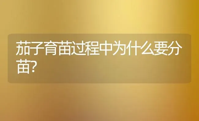 茄子育苗过程中为什么要分苗？ | 蔬菜种植