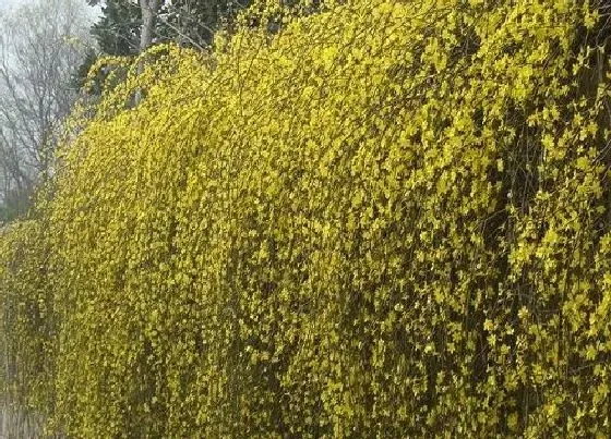 植物繁殖|迎春花怎么繁殖方法和注意事项