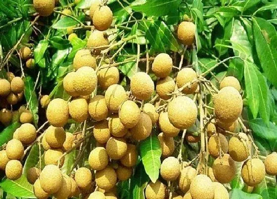 果实保存|桂圆的储存方法