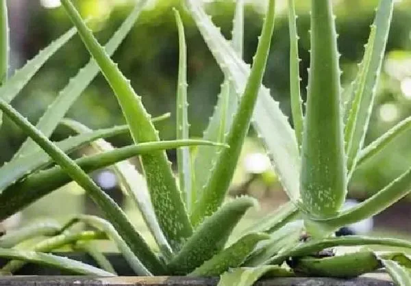 养殖科普|芦荟喜水吗 芦荟是喜水植物吗