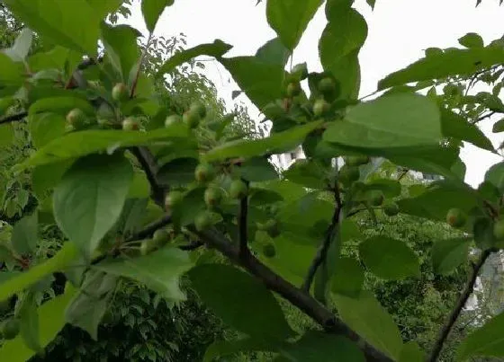 植物寓意|海棠树的寓意和象征风水