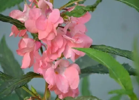 植物繁殖|凤仙花怎么繁殖方法和注意事项