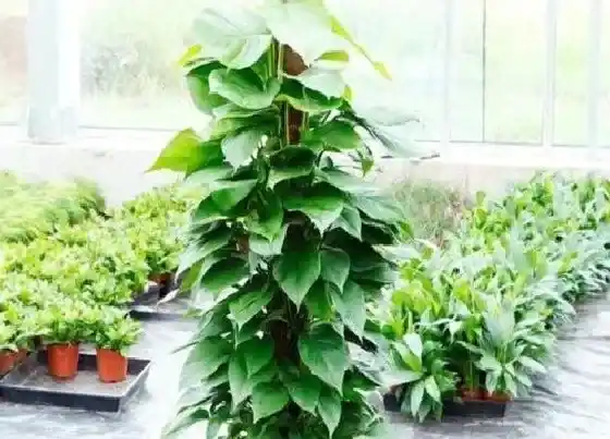 叶子发黄|水竹叶子发黄怎么办