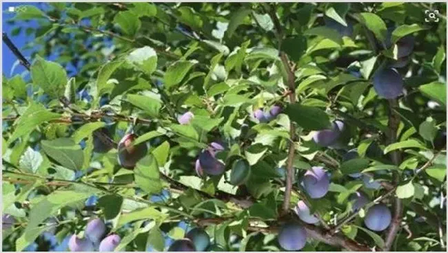 乌梅种植技术及注意事项 | 养殖技术