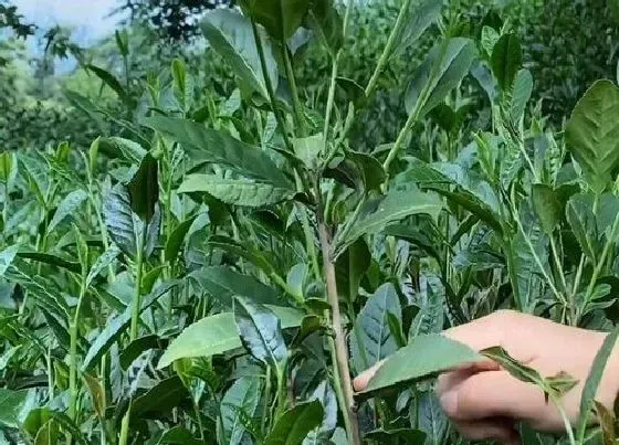 植物修剪|茶树怎么修剪方法