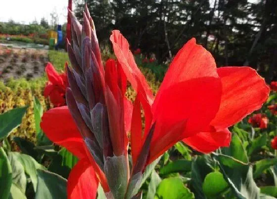 开花时间|美人蕉是什么季节开的花