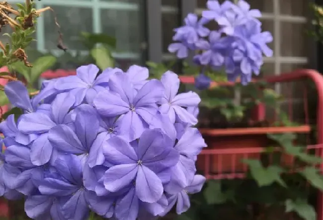 植物种类|适合阳台暴晒的花卉植物 （室内不怕阳光的盆栽花卉推荐）