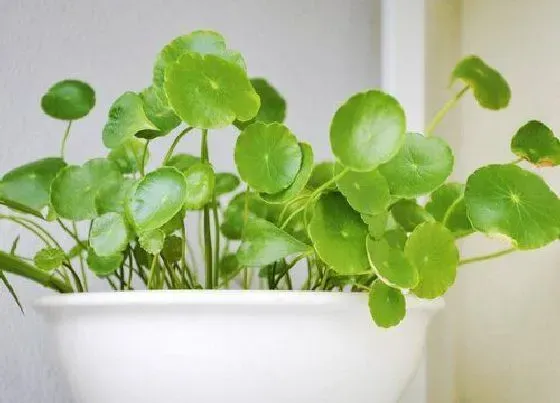 摆放常识|鱼缸上面放什么植物好 适合摆放植物