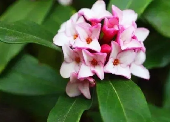 花语|不同的颜色瑞香花花语