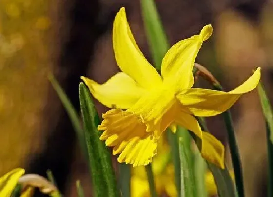 开花时间|水仙花四季开花吗