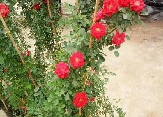 植物种类|小女孩月季是藤本还是灌木