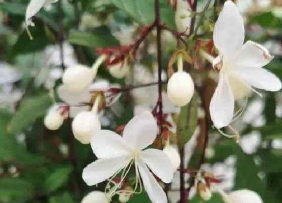 冬天植物|垂丝茉莉耐寒吗 垂丝茉莉花如何过冬