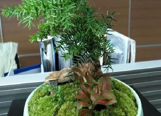 冬天植物|澳洲杉抗冻吗