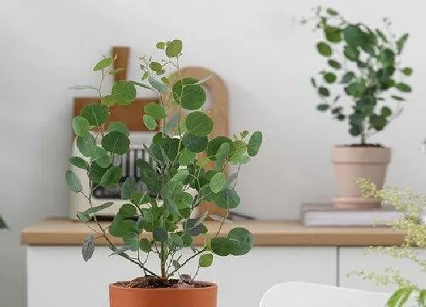 盆景|尤加利盆栽怎么养殖