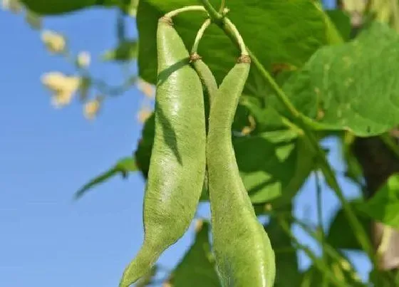 种植百科|四季豆一年可以种几次 一年四季都可以种吗