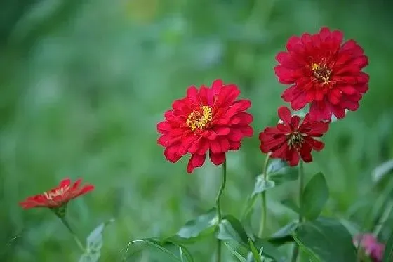 开花时间|百日草几月份开花