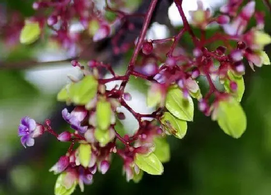 习性特点|杨桃花的样子和特点描写