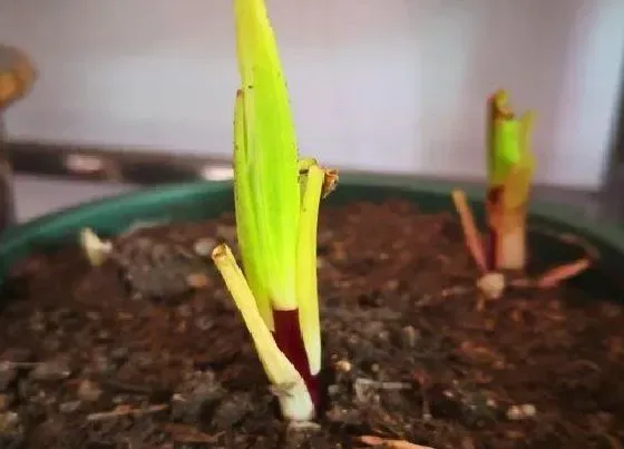 种植管理|百合什么时候挖出来最好，百合每年冬天要挖出重栽吗）