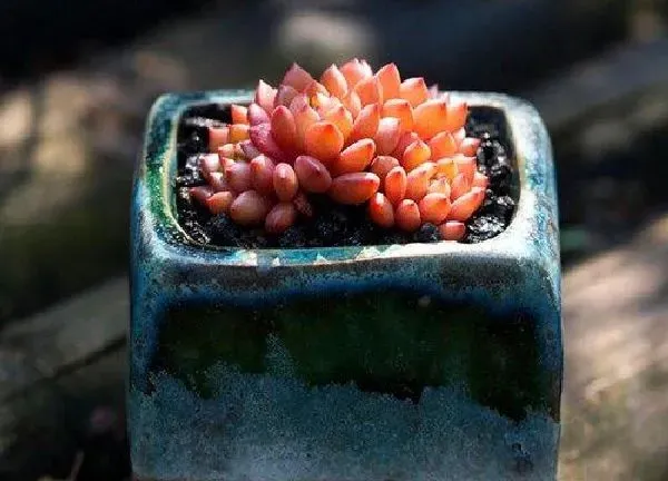植物浇水|多肉夏天怎么浇水方法