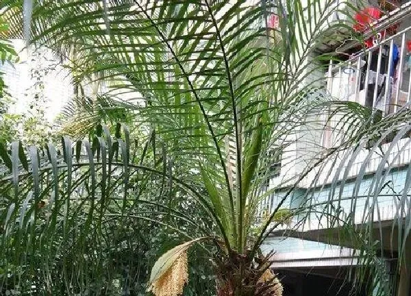 养殖方法|针葵的养殖方法和注意事项有哪些