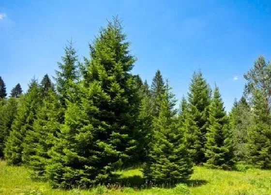 绿植|坟地适合种什么植物 5种最适合墓地周围栽种的树