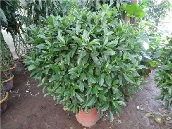 植物浇水|非洲茉莉怎么浇水方法 一次浇多少水合适