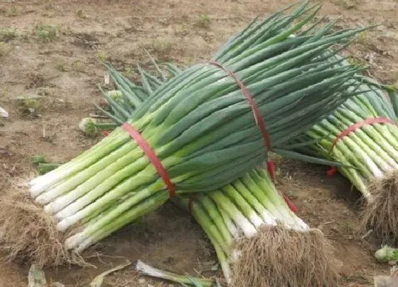 植物施肥|栽大葱用什么肥料最好