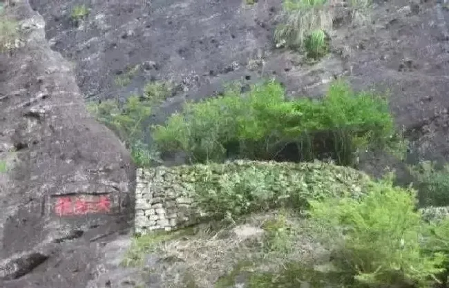 植物泡水|中国最贵的茶叶排名价格表（目前最好的茶叶排名品牌第一）