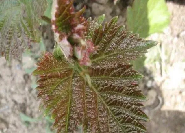 植物发芽|巨峰葡萄什么时候发芽长叶