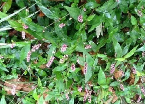 植物排行|天然染料植物有哪些