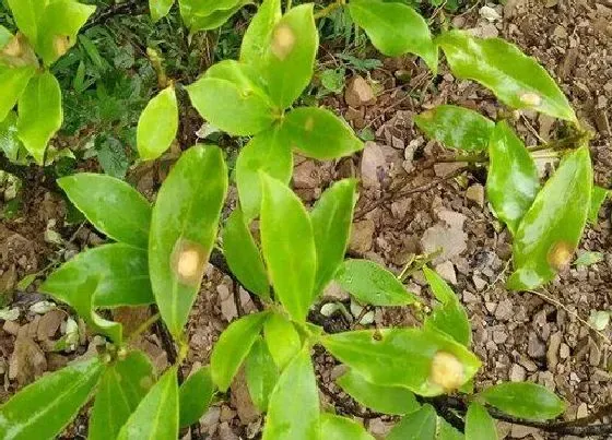 植物病害|八角炭疽病发病原因及用药治疗