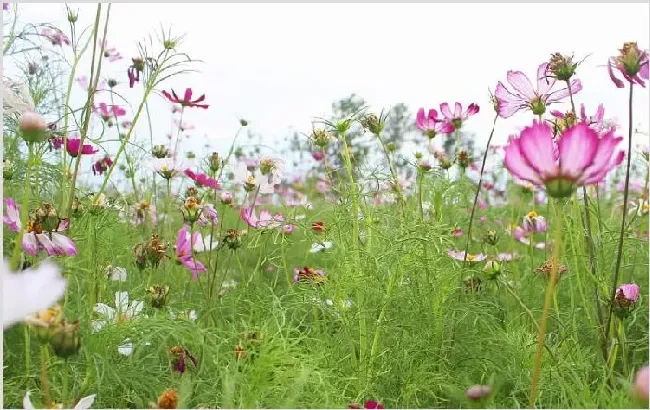 花草种植技术 如何种植好花草？ | 农业技术