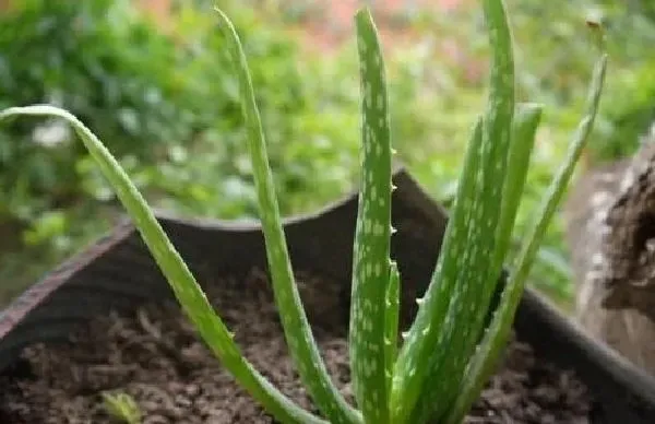 养殖科普|芦荟喜水吗 芦荟是喜水植物吗