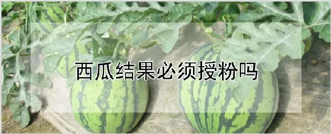西瓜结果必须授粉吗 | 农业技术