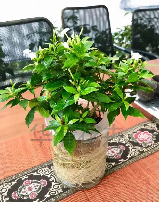 养殖科普|风车茉莉能水培吗（水培风车茉莉的养殖方法和注意事项）
