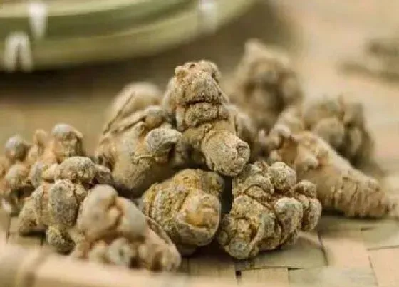 植物百科|三七多少头的最好（怎么区分挑选三七几个头的质量最好）