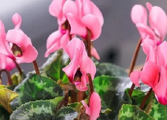 开花时间|仙客来是四季开花吗