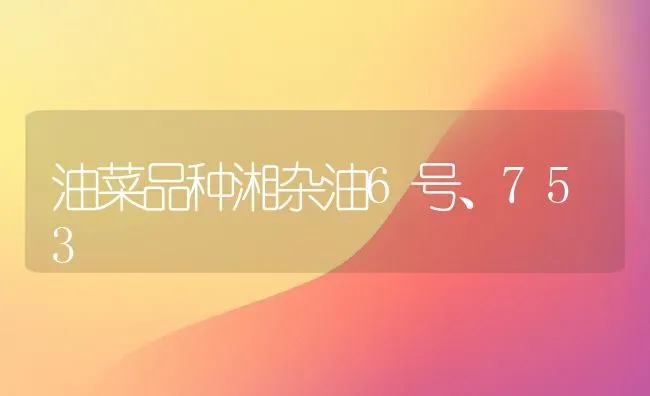 油菜品种湘杂油6号、753 | 粮油作物种植