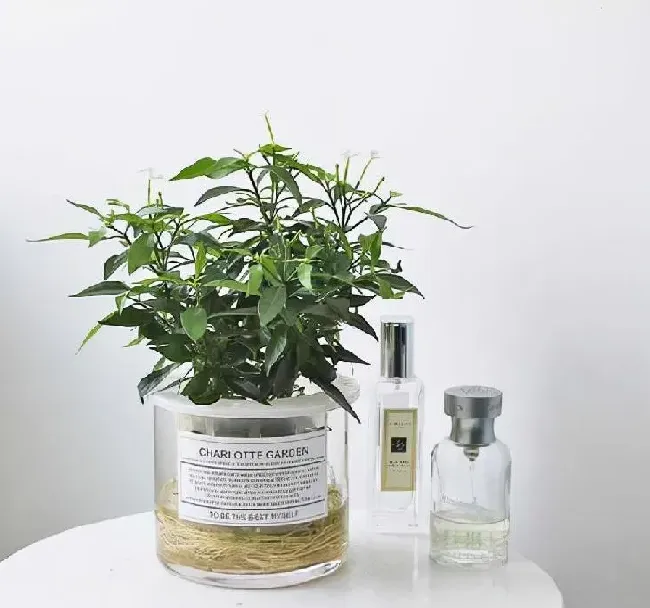 养殖科普|风车茉莉能水培吗（水培风车茉莉的养殖方法和注意事项）