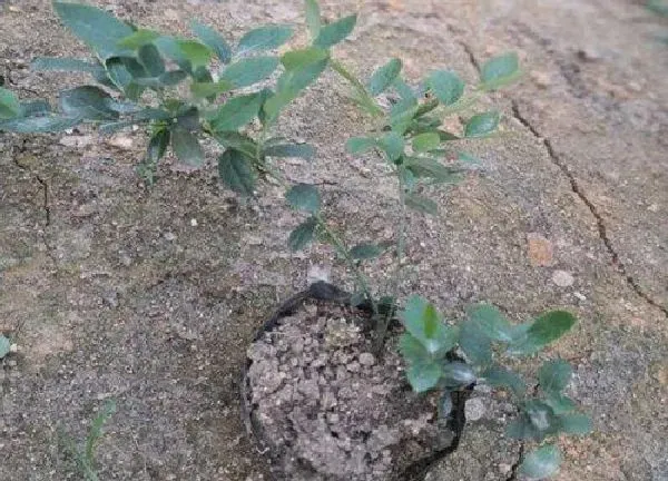 植物换土|蓝莓换土时间和方法