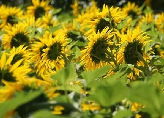 植物播种|油葵什么时候播种合适