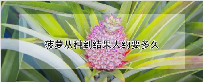 菠萝从种到结果大约要多久 | 养殖技术