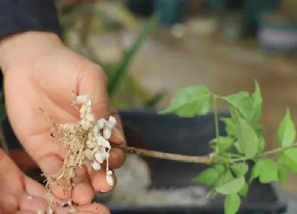 植物扦插|幸福树可以扦插繁殖吗 幸福树如何扦插生根快