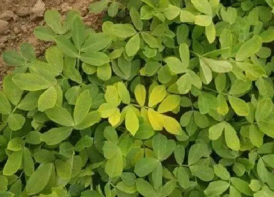 植物播种|东北花生什么时候播种好